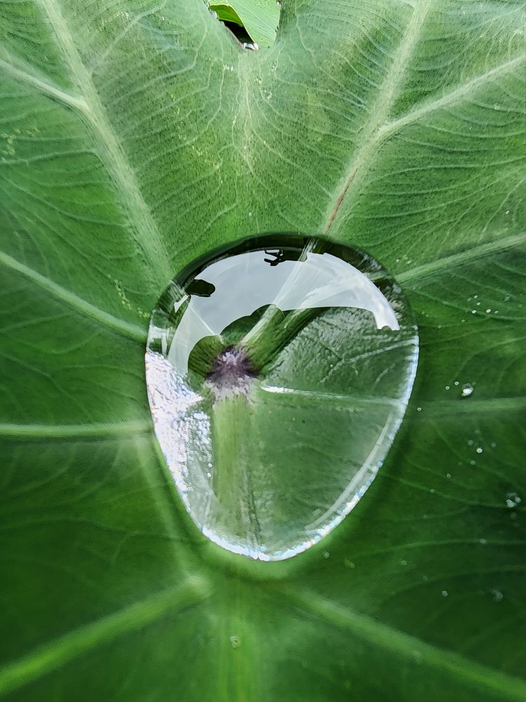 Water Drop Resting Spot