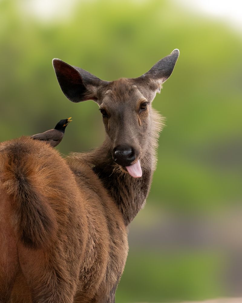 Sambhar Deer with Myna