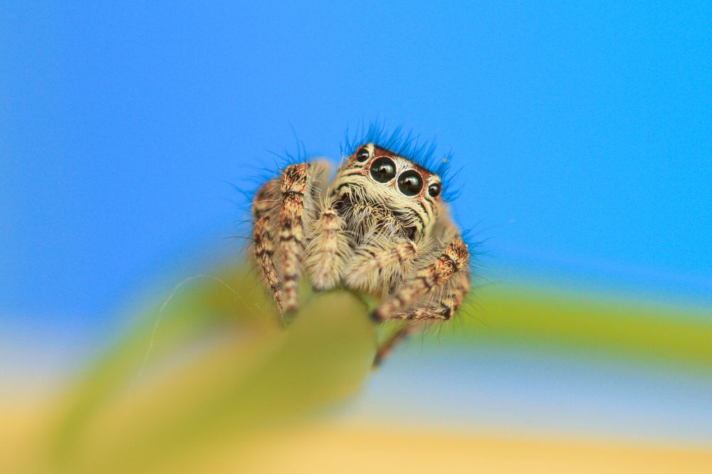 Photograph by Nazim Tetik