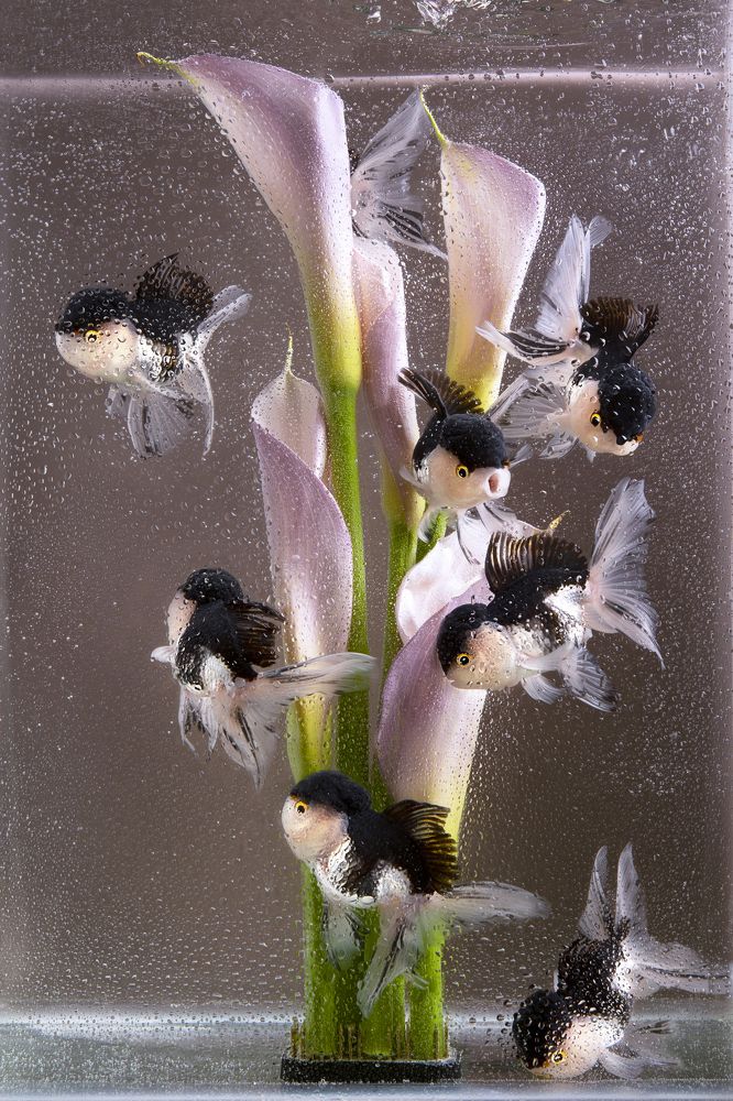 Подводные птицы