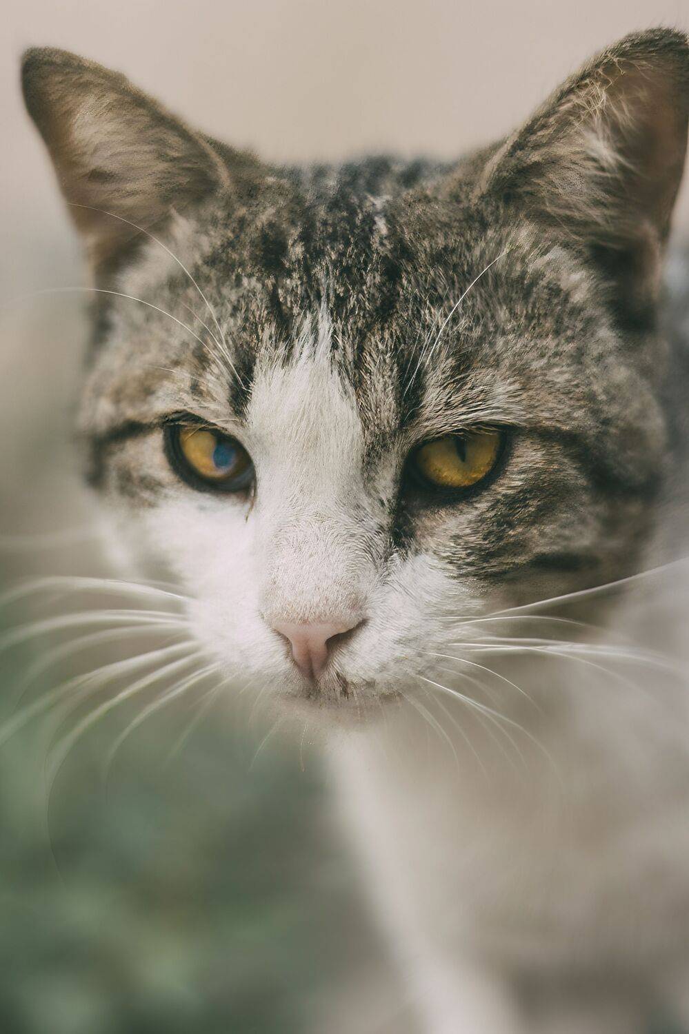 Photo #10670872