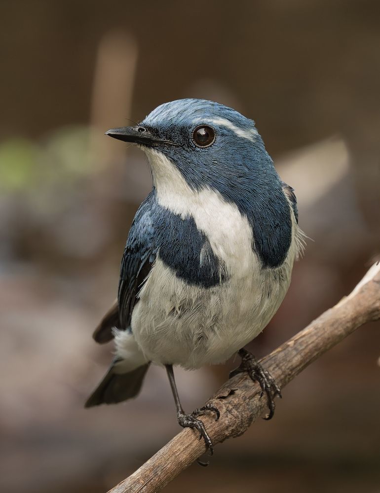 Photograph by Suman Saha