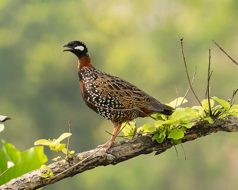 Photograph by Suman Saha