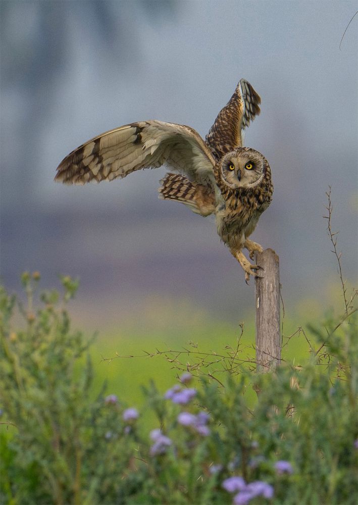 Photograph by Suman Saha