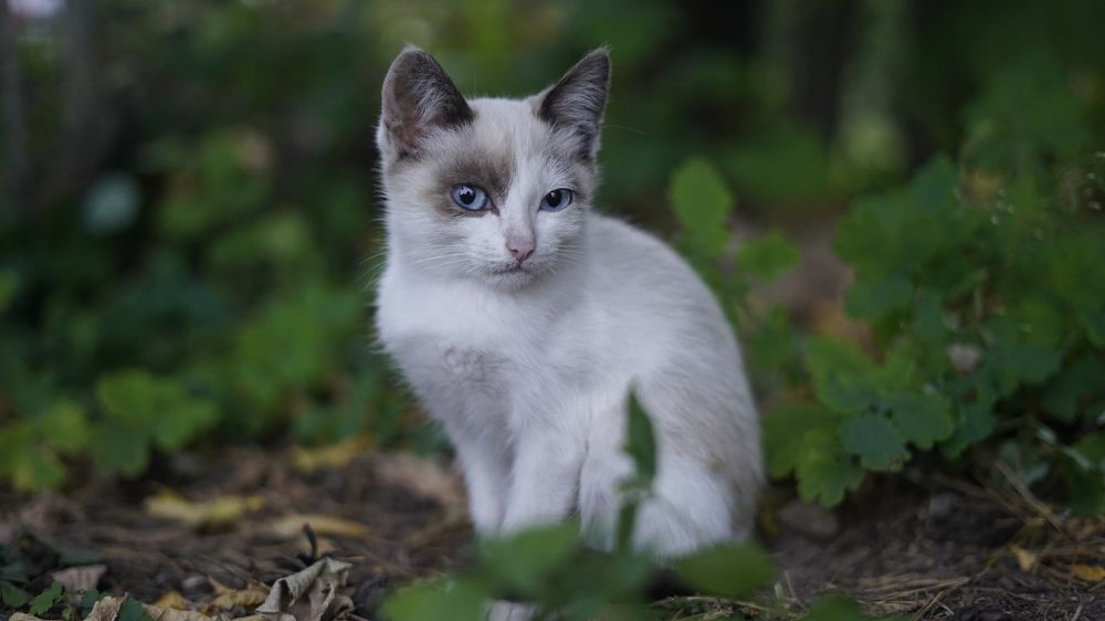 Photograph by Роман Трошин