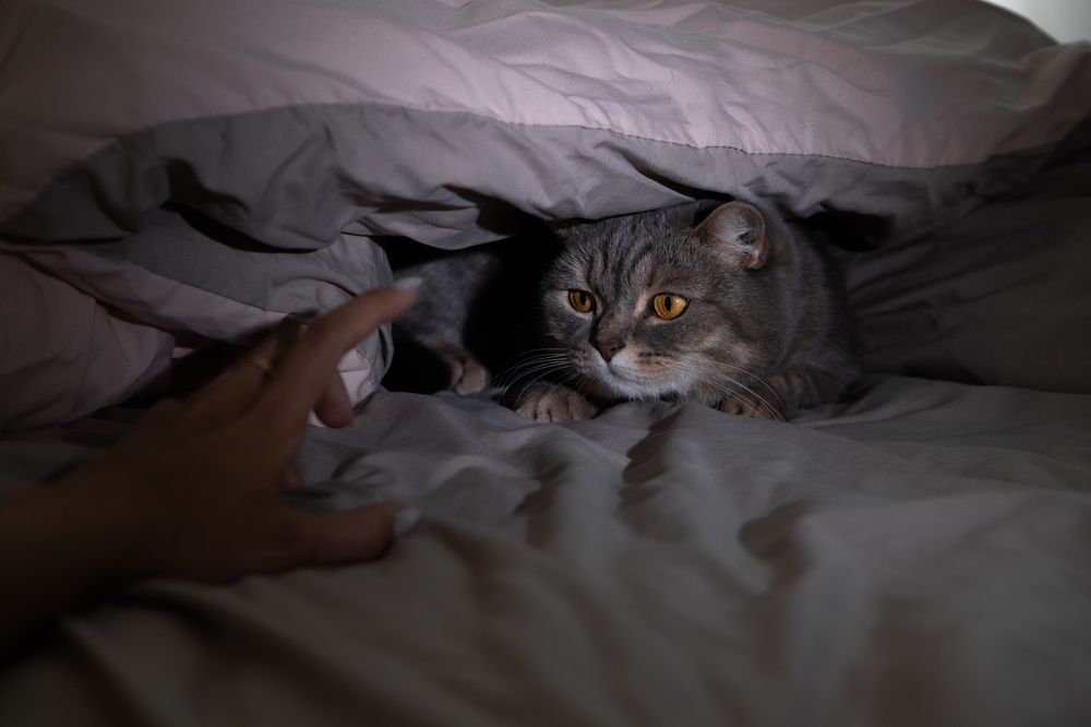 Photograph by Наталья Житинева