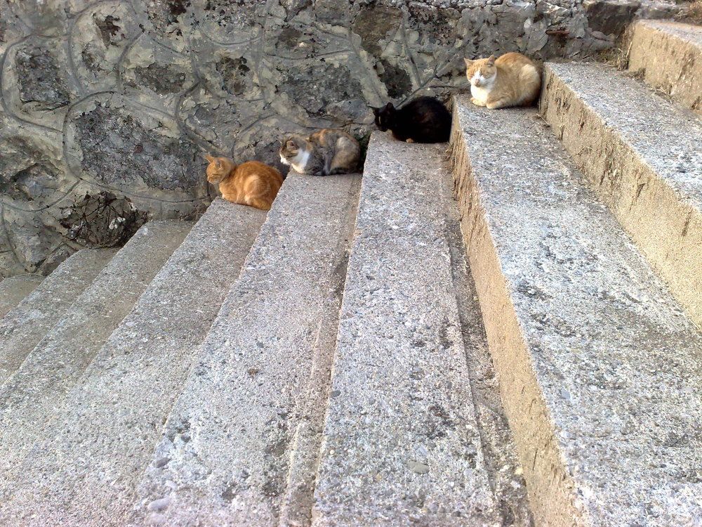 Черногорские котики.