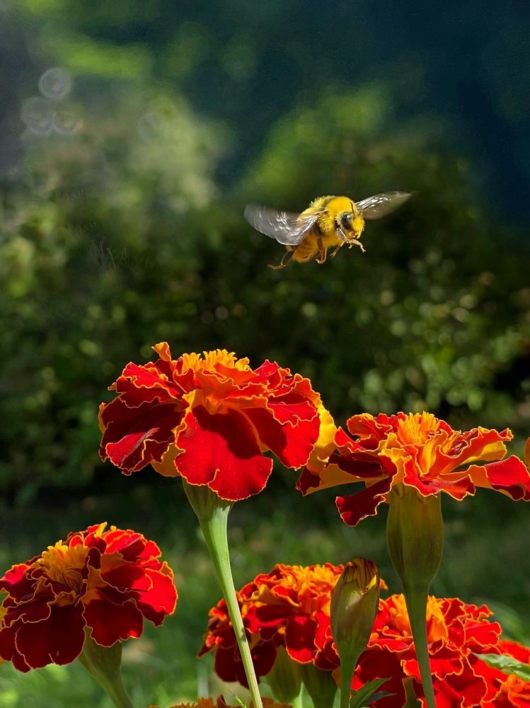 Полет шмеля