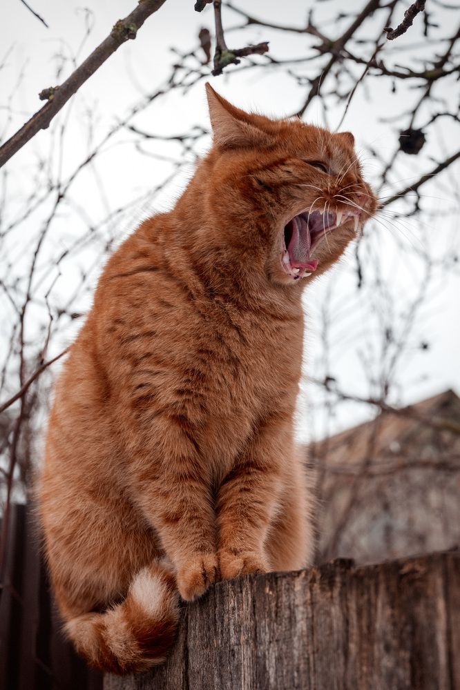 Фотография автора марина леоненко