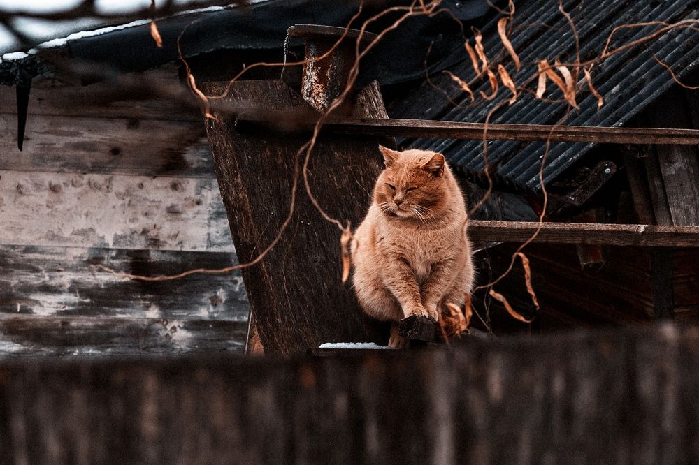 Фотография автора марина леоненко