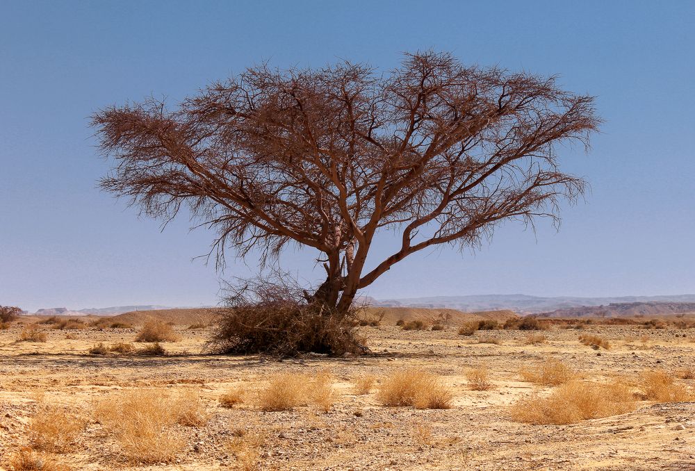 Photograph by Sergei Osintsev