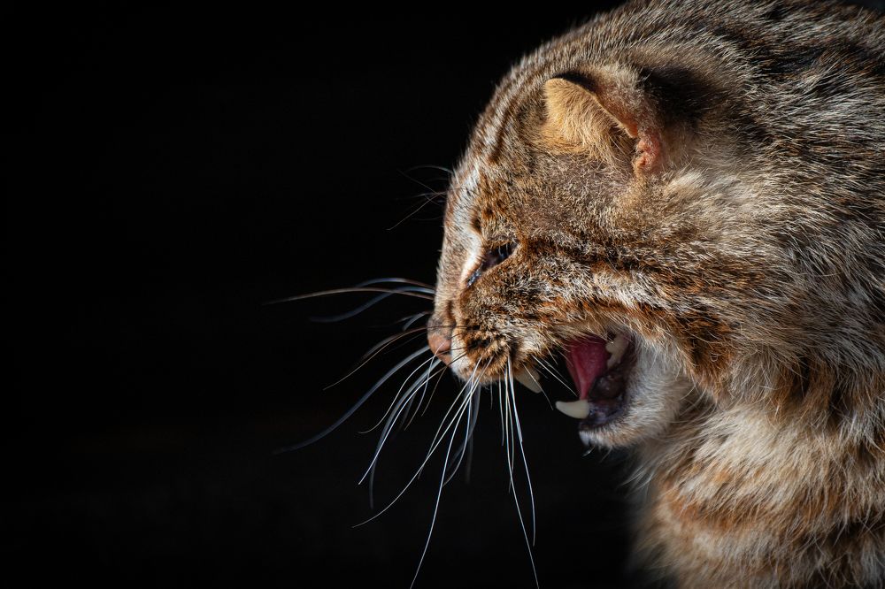 Photograph by Evgenia Loskutova