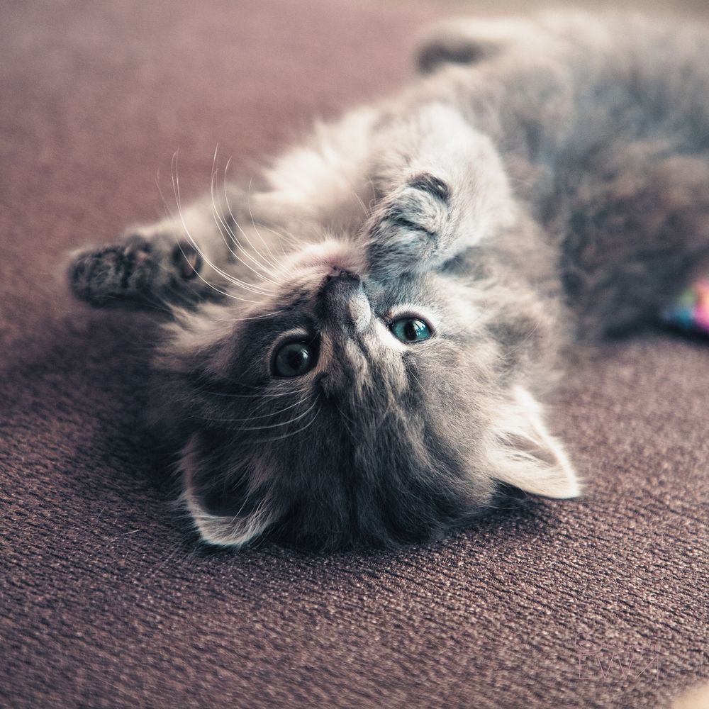 Photograph by Evgenia Loskutova