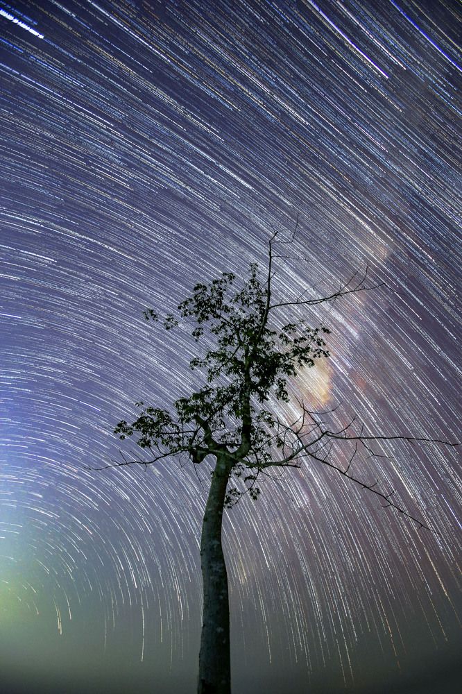 the movement of stars and a cottonwood tree