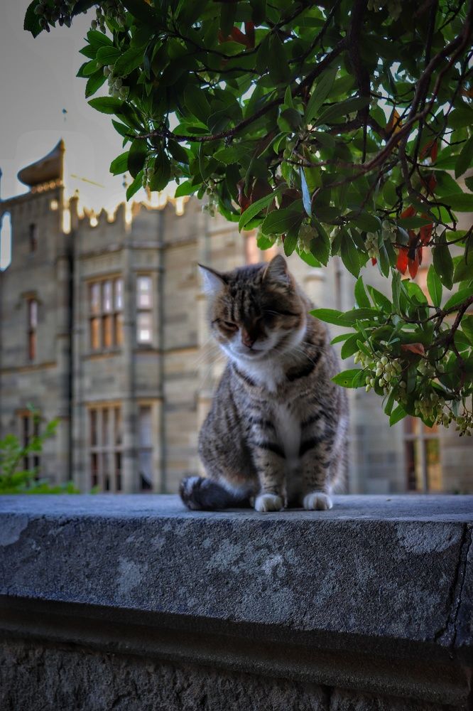 Дикий красавчик