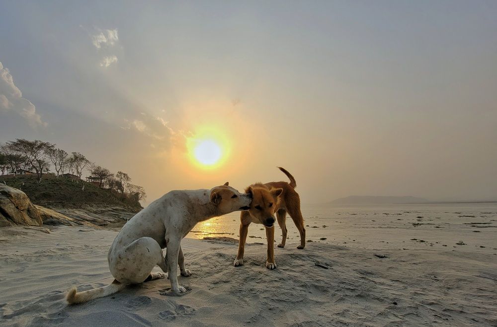 Photograph by Dipu chakraborty