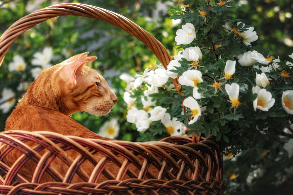 Photograph by Зубкова Юлия