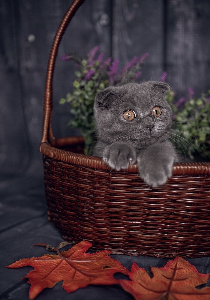 Photograph by Viktorija Gorovaja