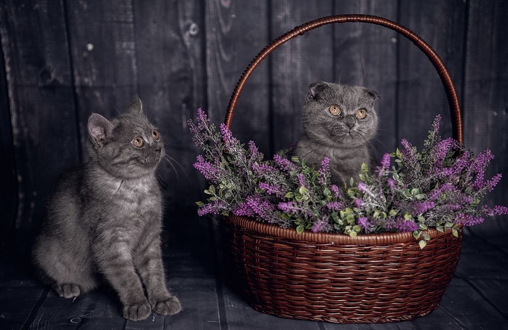 Photograph by Viktorija Gorovaja