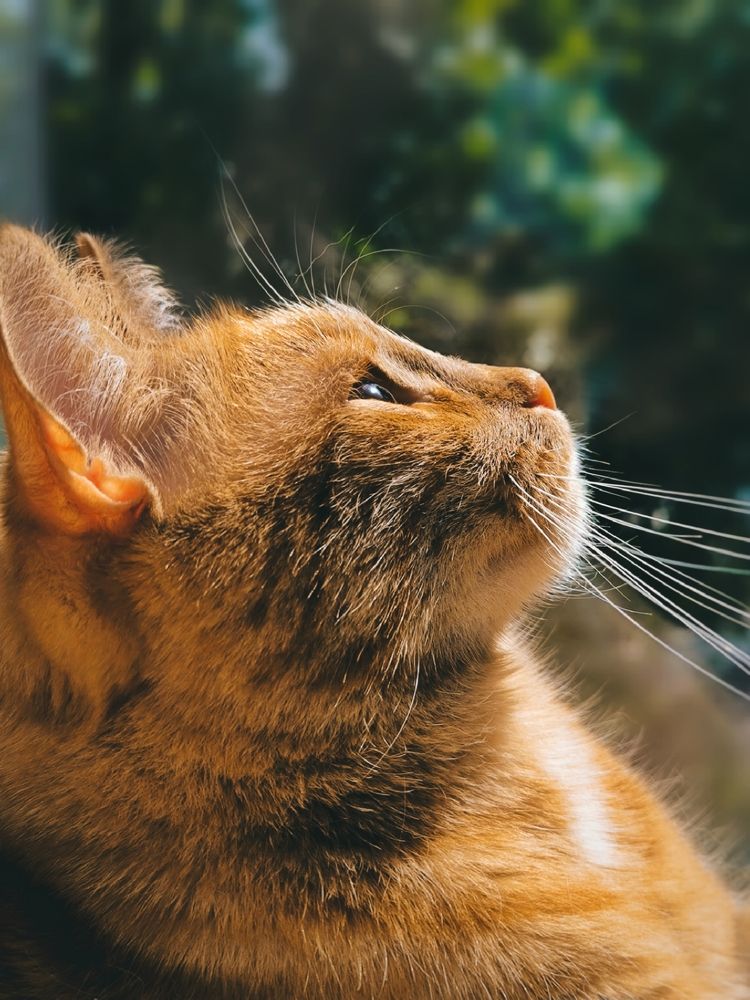 Фотография автора Екатерина Солодовник