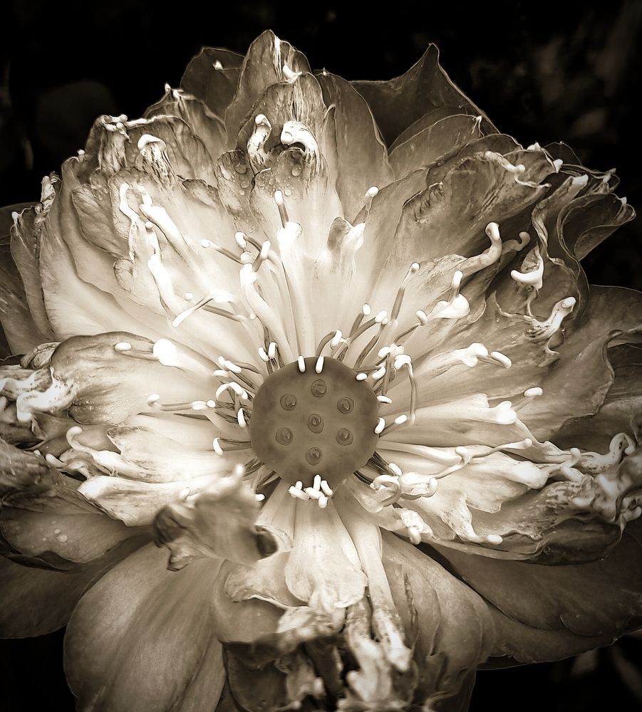 Photograph by Dilan Hettiarachchi