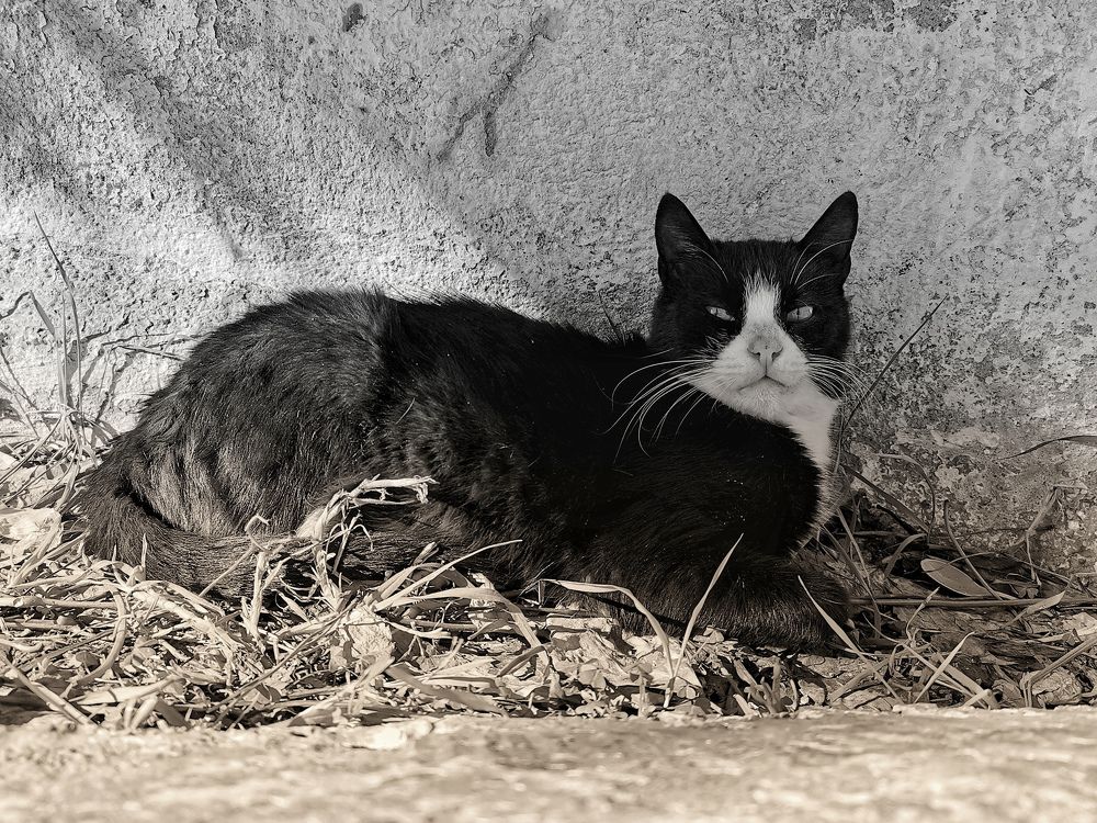 Photograph by MEMMOU Azza