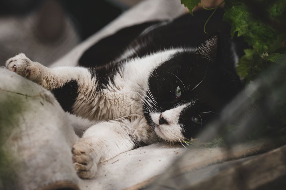 Photograph by Оксана Пономаренко