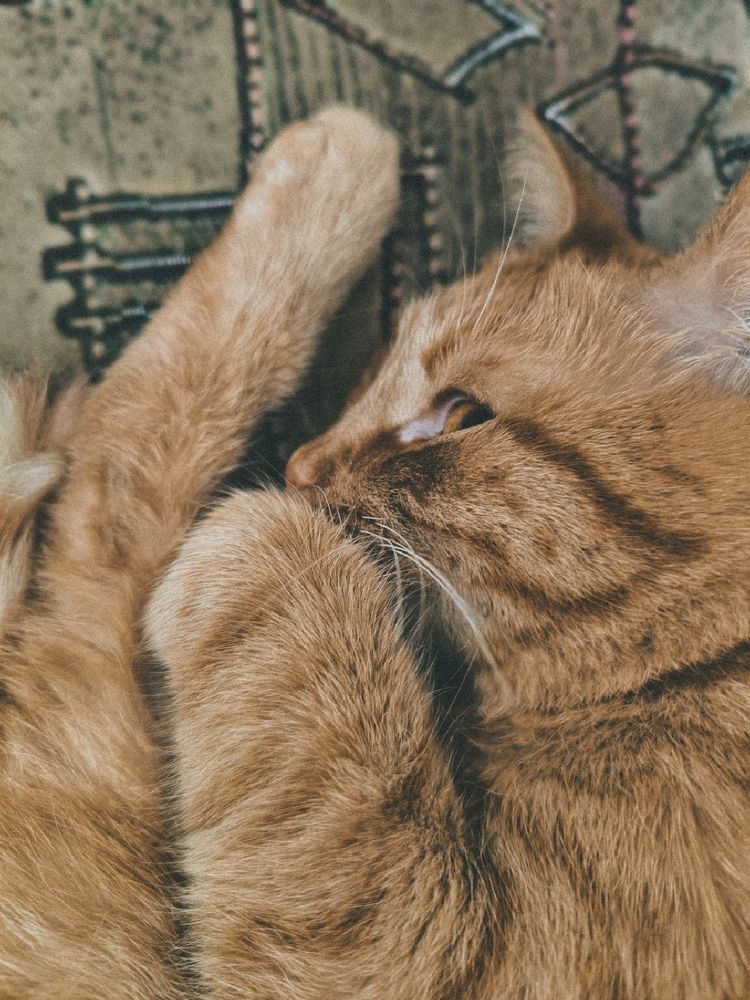 Фотография автора Екатерина Солодовник