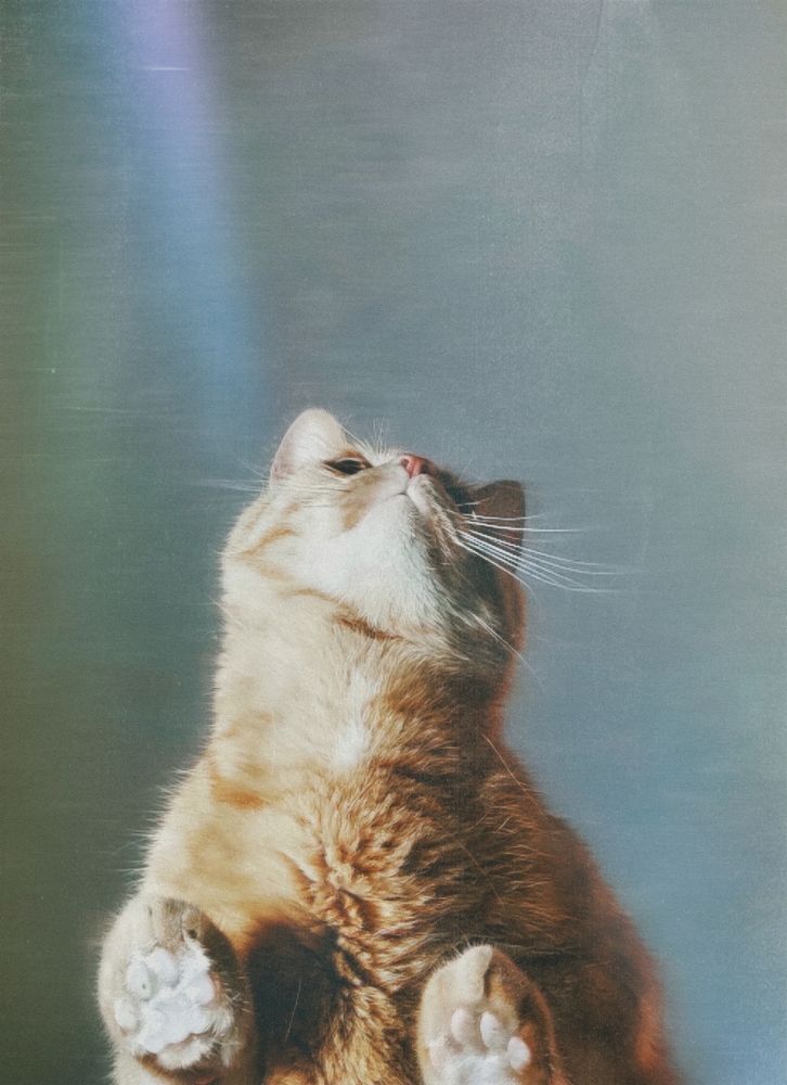 Фотография автора Екатерина Солодовник