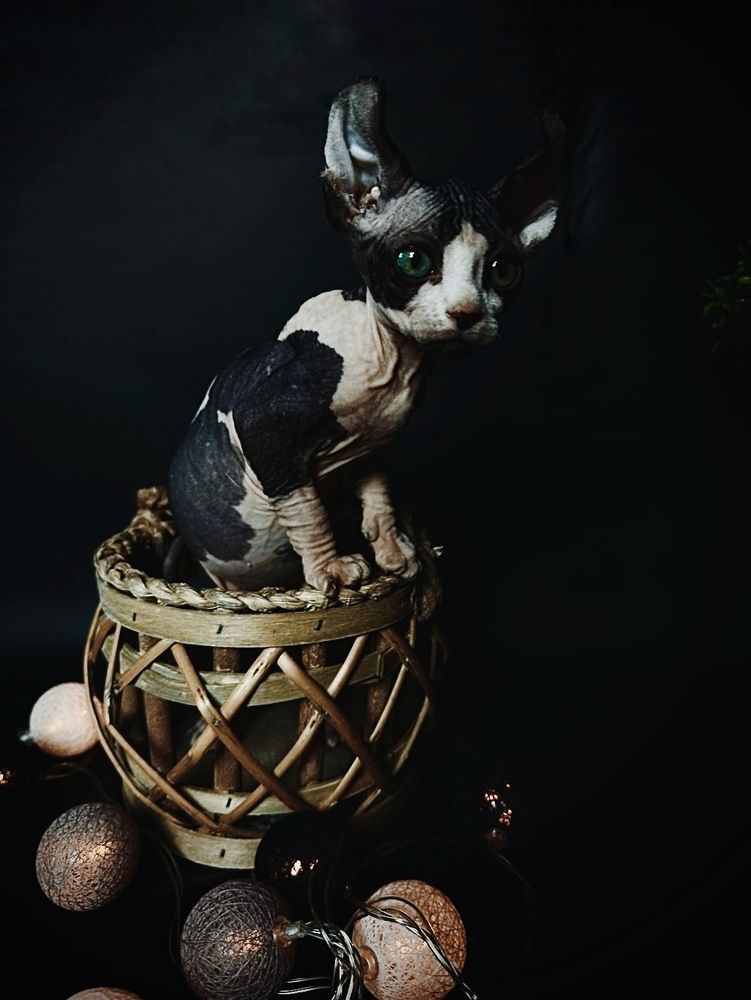 Photograph by Диана Бадеева