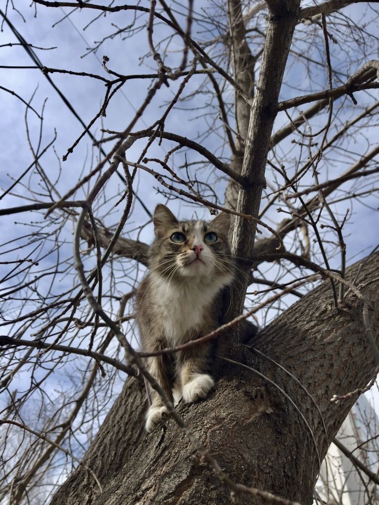 Кот с голубыми глазами