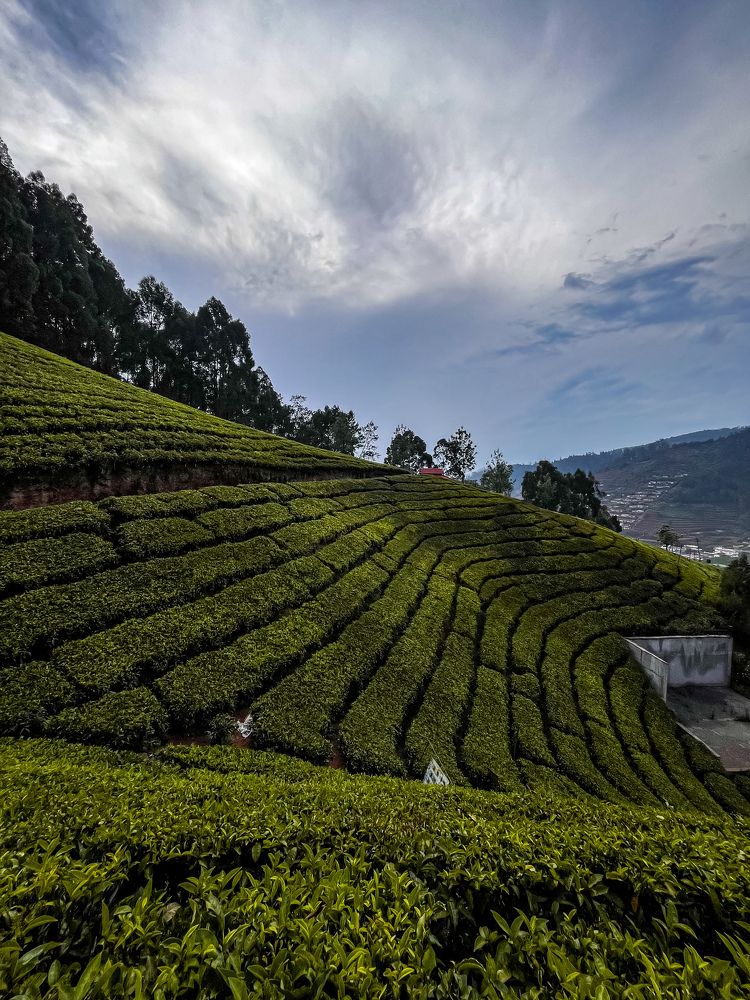 Photograph by Jaspreet Singh