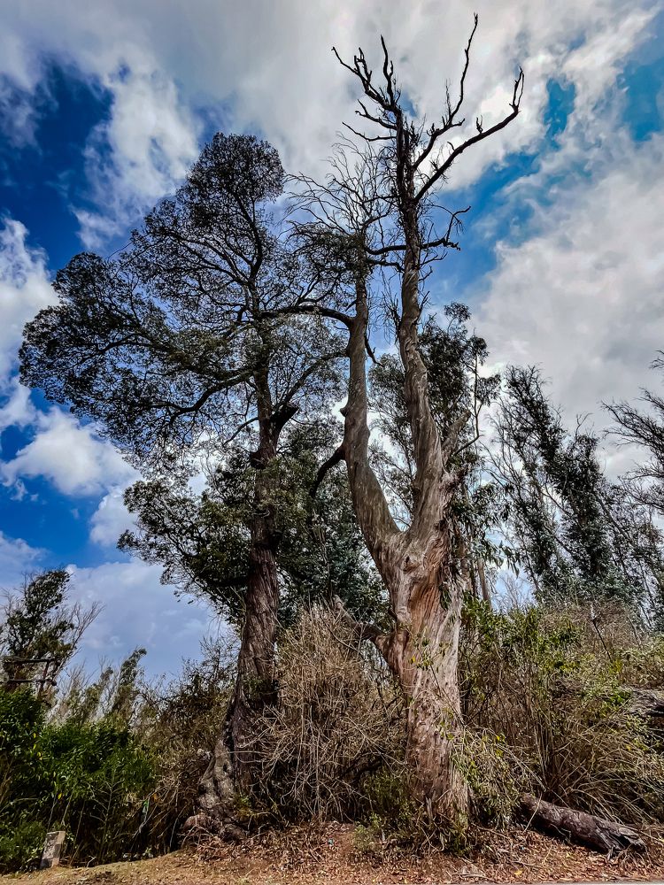 Photograph by Jaspreet Singh