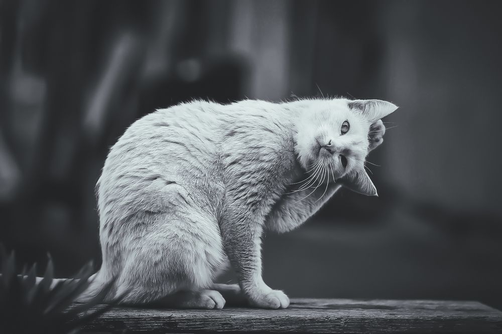 Photograph by Сергей Шпаков