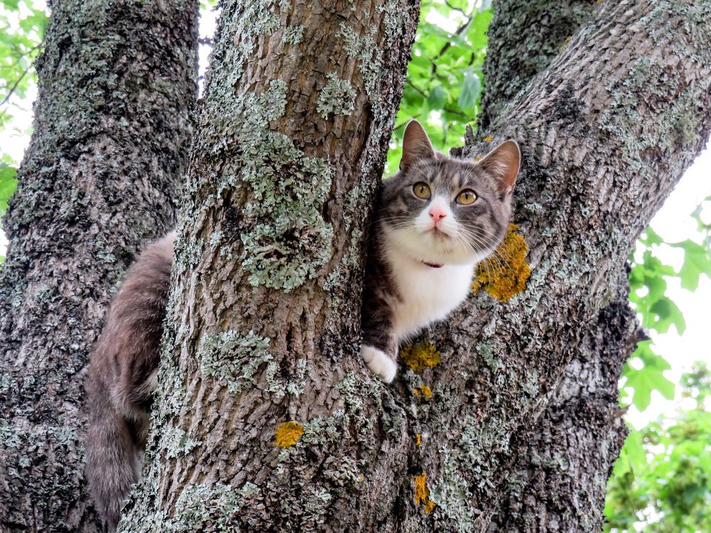 Cat in the tree