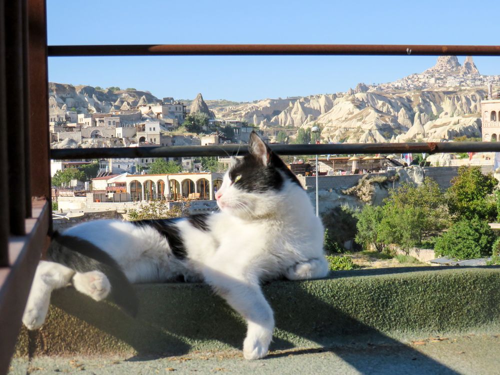 Cat against the backdrop of the landscape of Cappadocia
