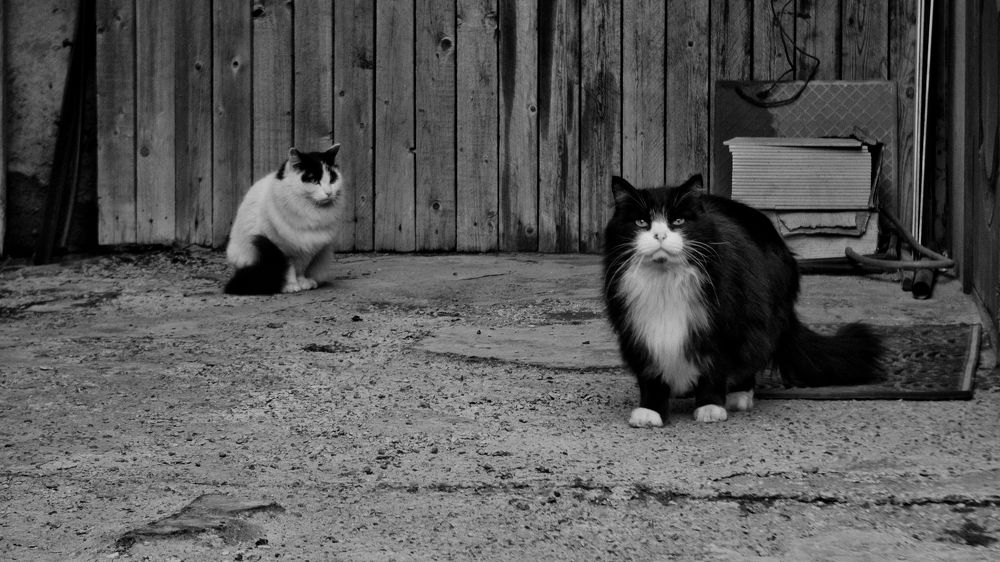 Photograph by Алик Мелконян