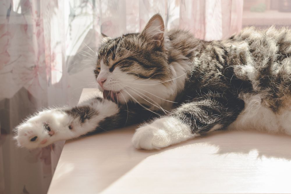 Фотография автора Людмила Куприянова