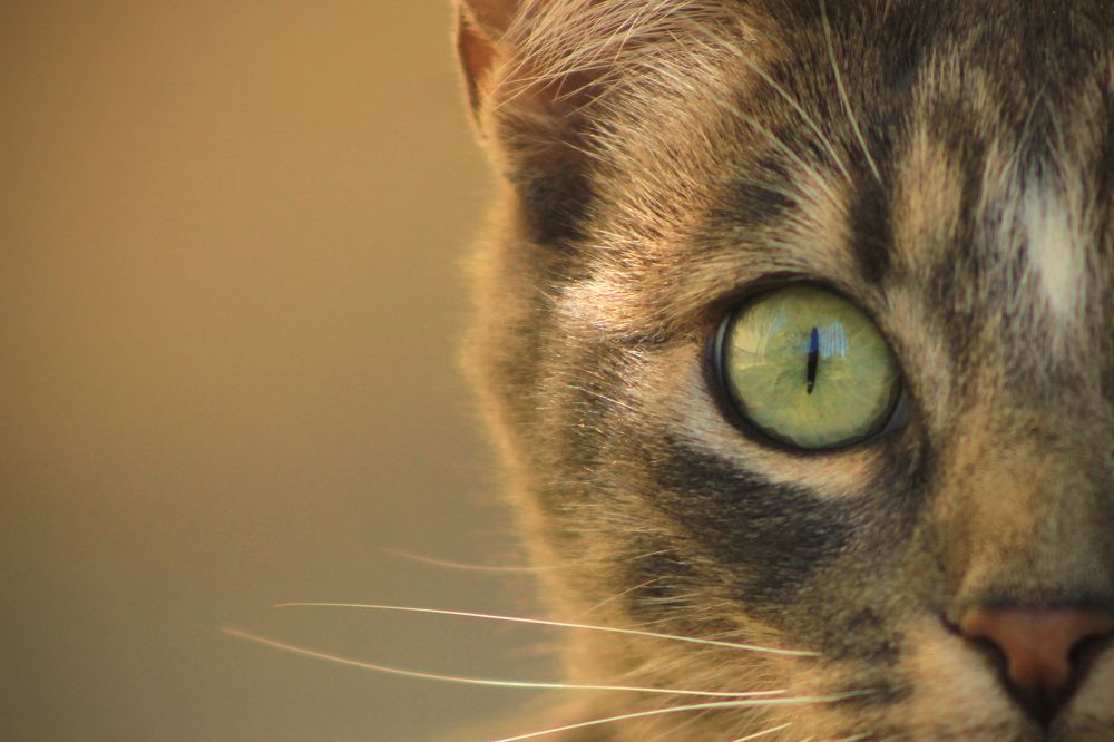 Кошачий глаз