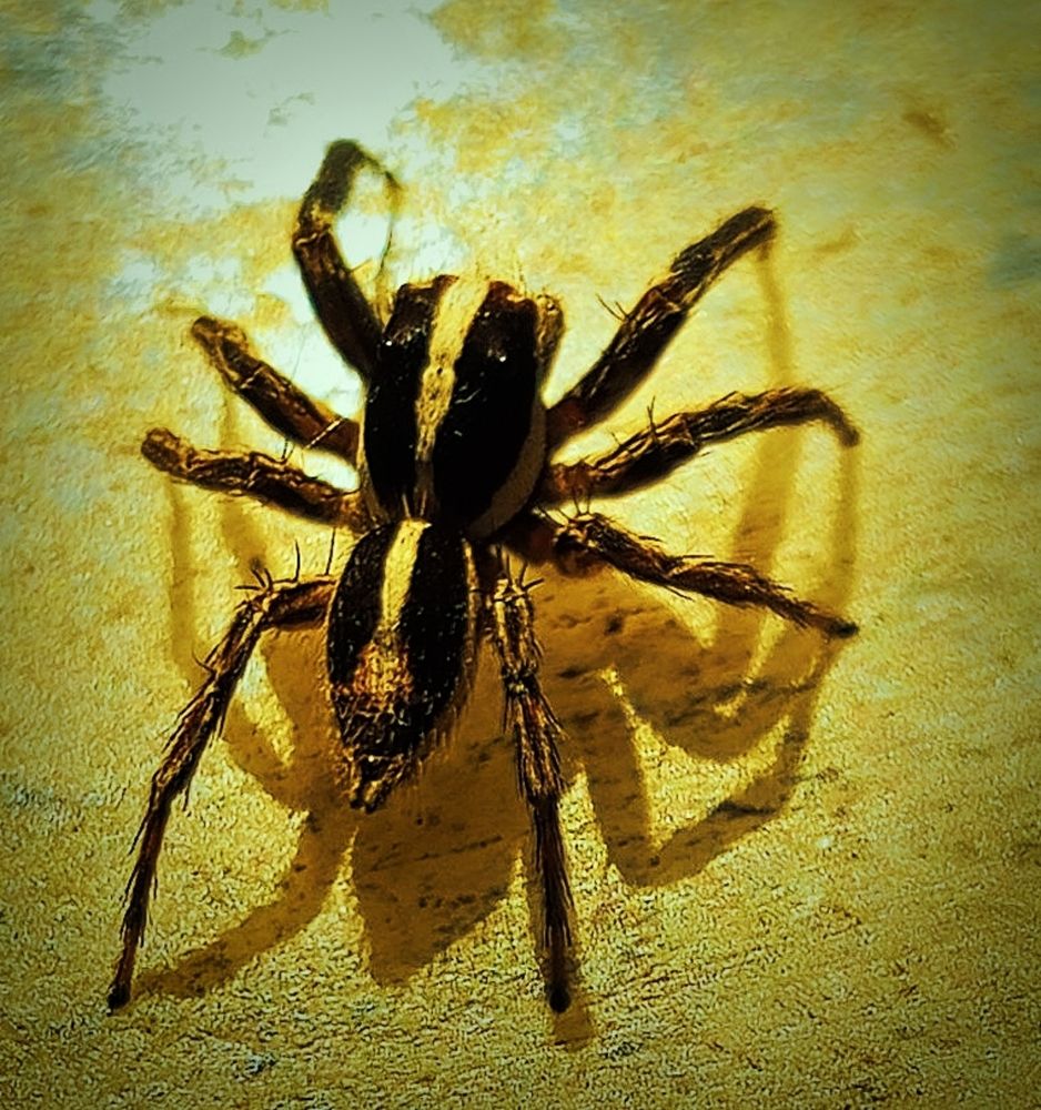 Phlegra spider