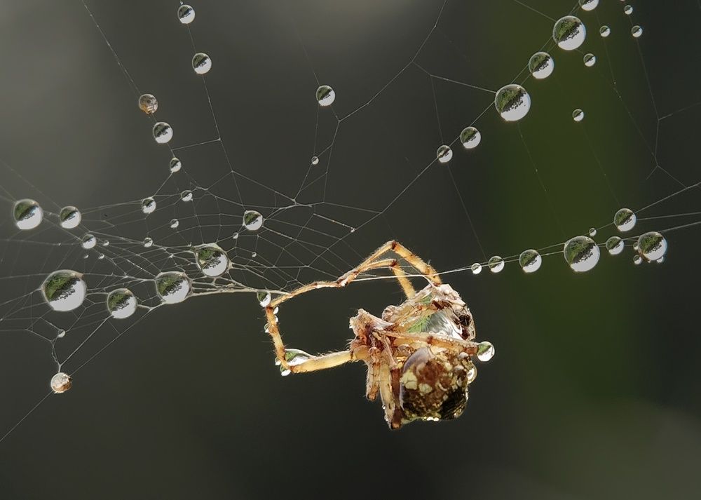 European garden spider