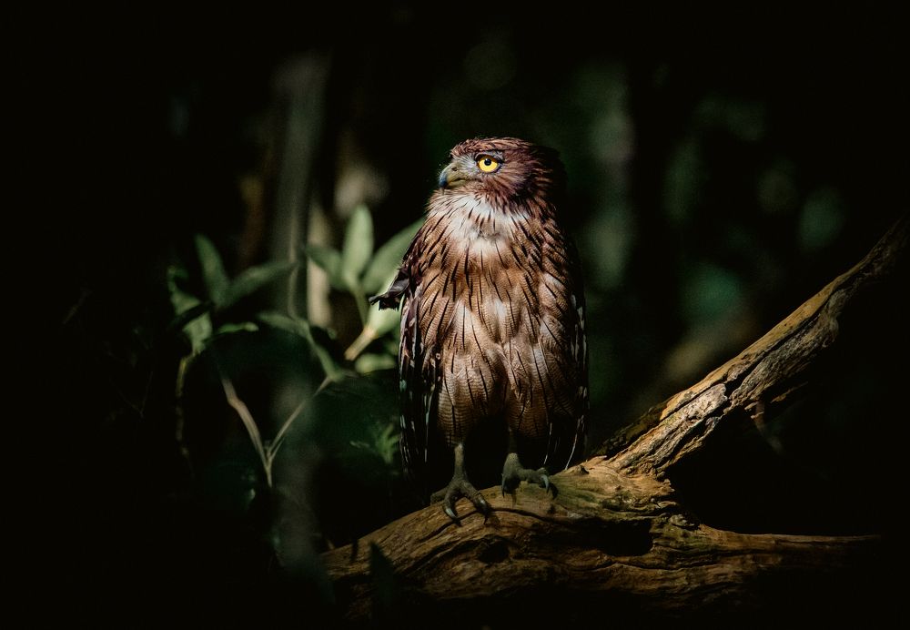 Sri Lankan Brown Fish Owl