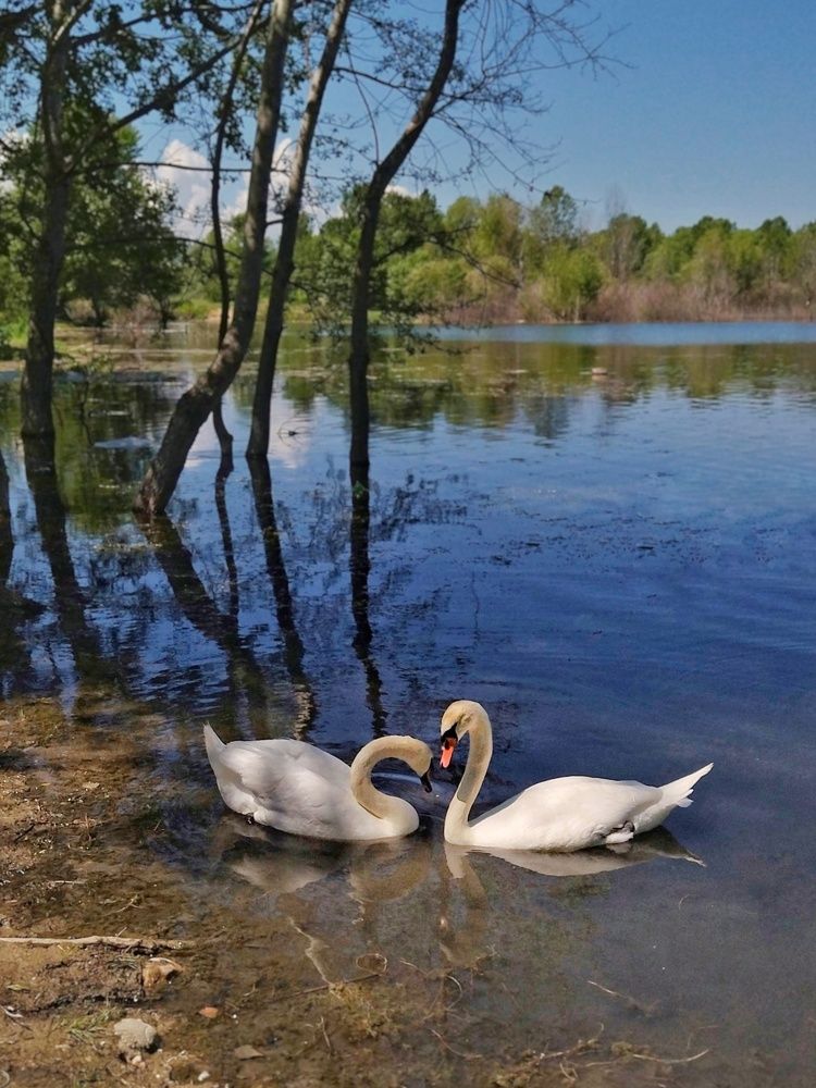 Photograph by Эльза Трисантович