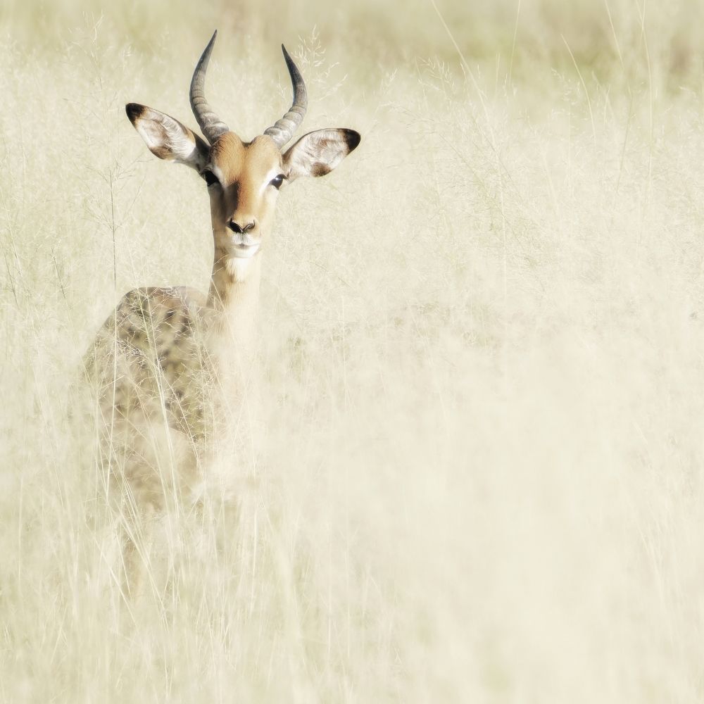 Фотография автора Martine BOUR