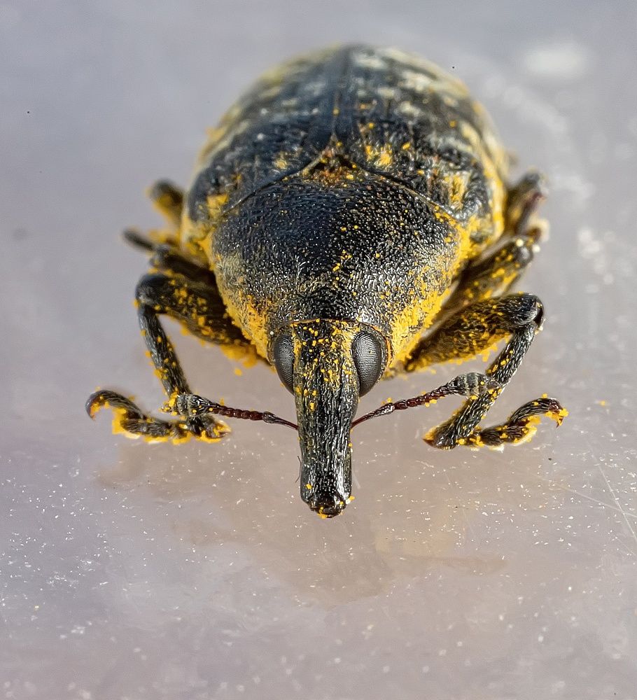 Портрет долгоносика