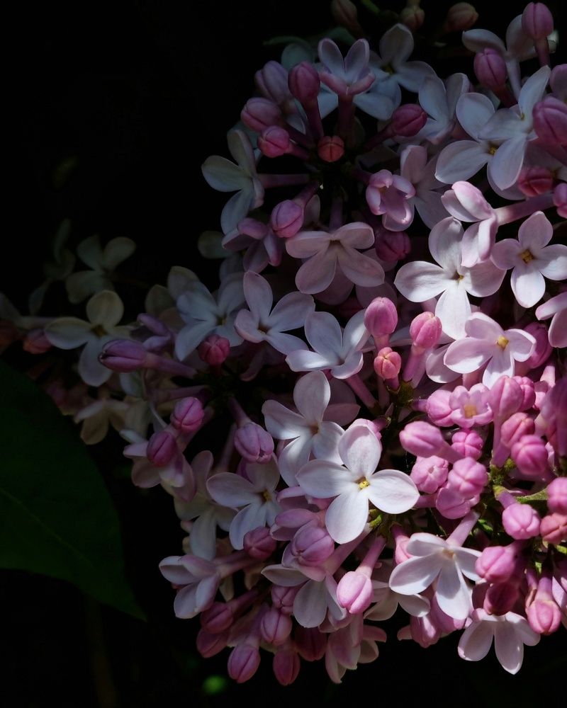 Awaken beauty