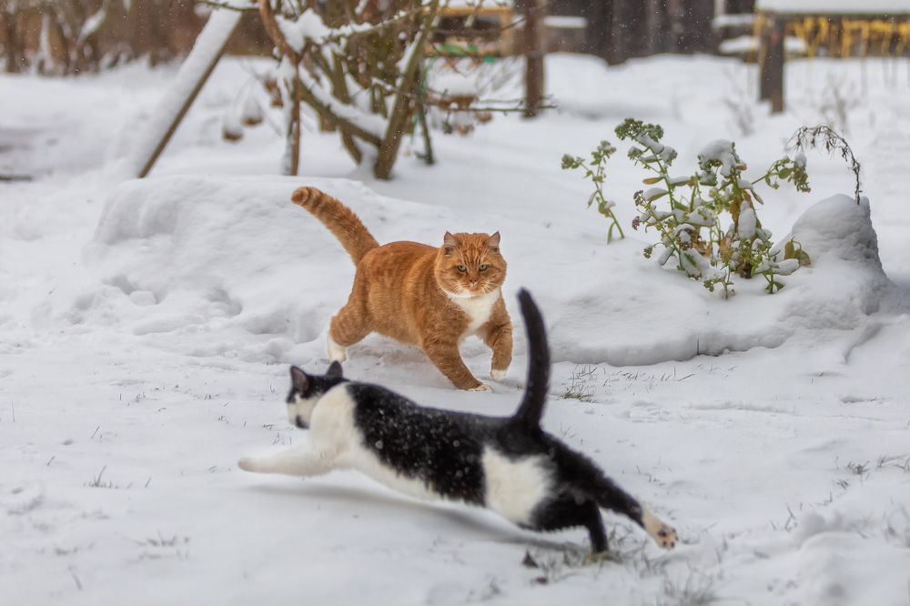 Фотография автора Alexander Pashenichev