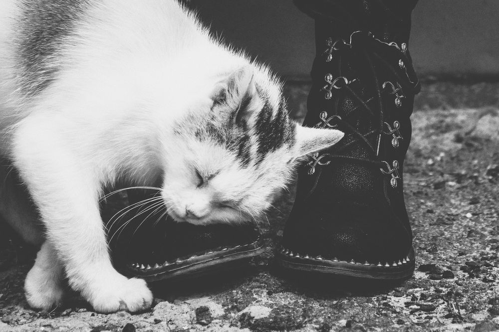 Фотография автора Ксения Вабищевич