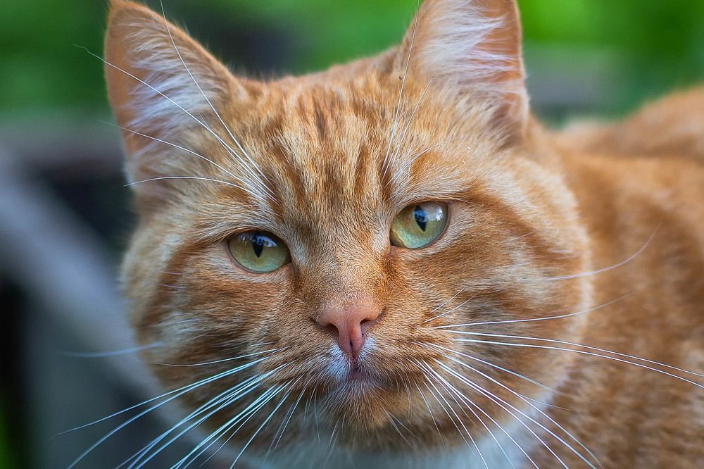 Фотография автора Alexander Pashenichev