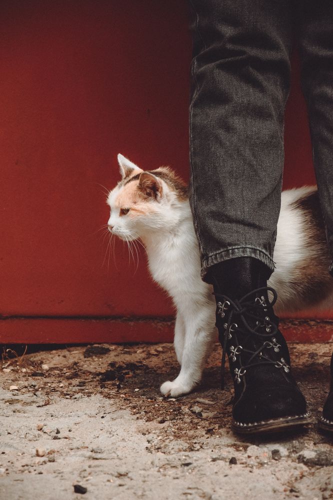 Фотография автора Ксения Вабищевич